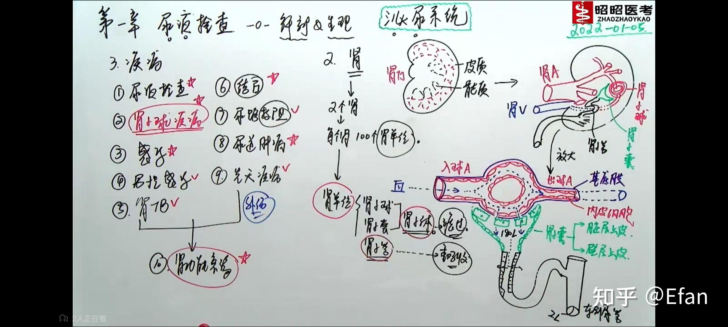 泌尿系统：肾炎、肾病 - 知乎