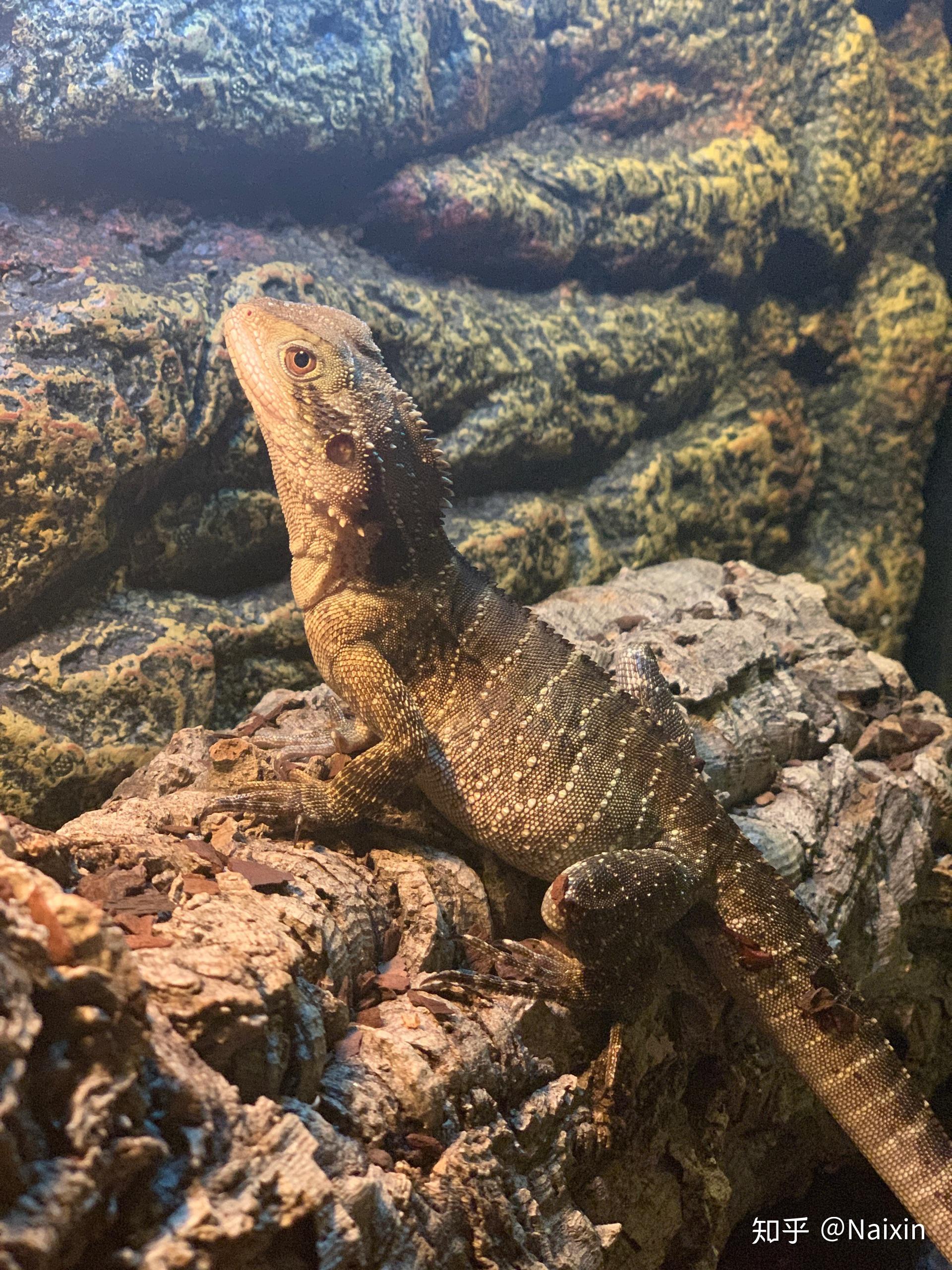 能不能分享一下你的澳洲水龙的照片?