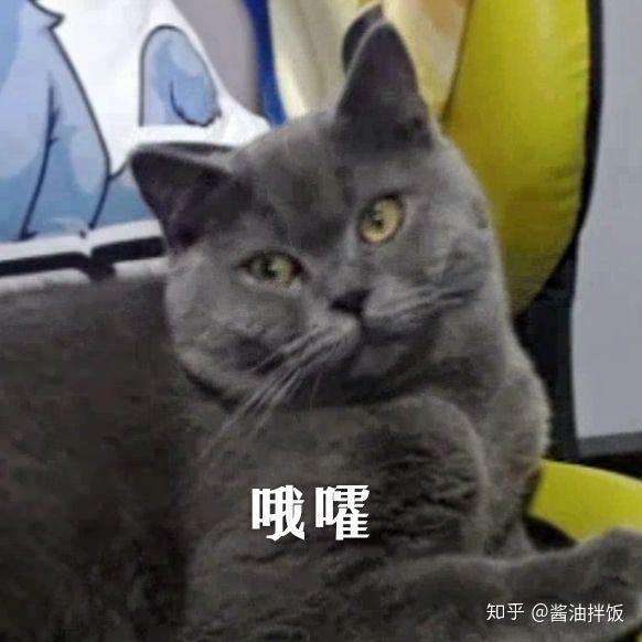 网传QGhappy的cat(猫神)与Yang(老杨)即将转会