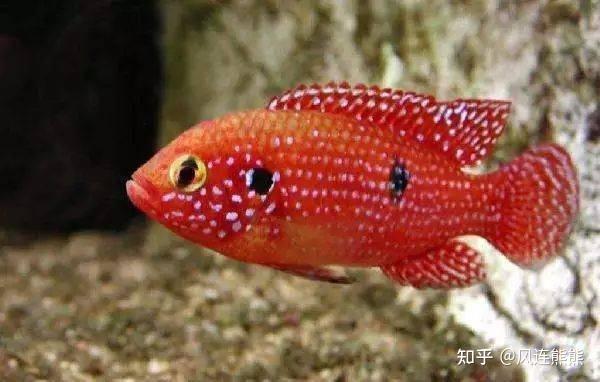 紫鳍凤尾短鲷_超红凤尾短鲷_紫鳍凤尾短鲷