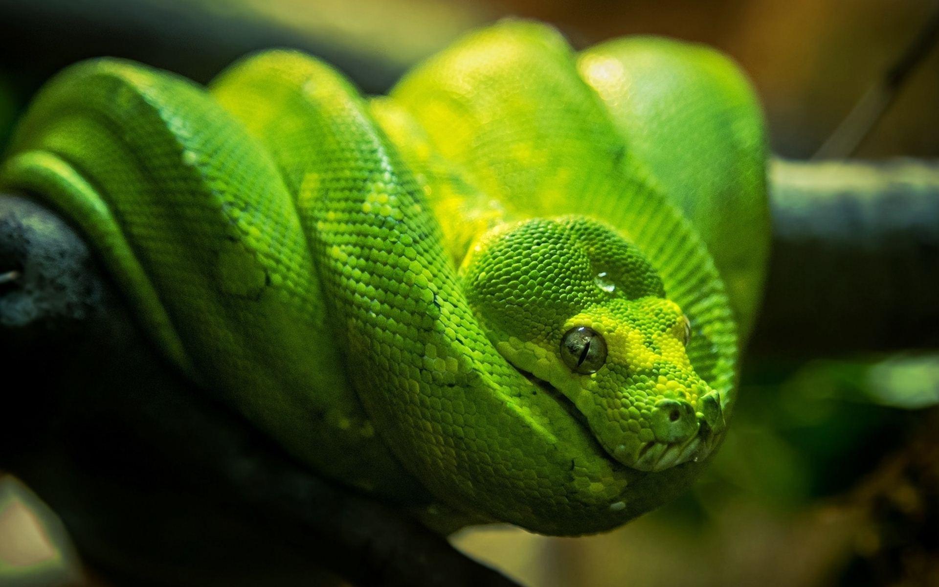 绿树蟒Morelia viridis - 蟒蛇科普