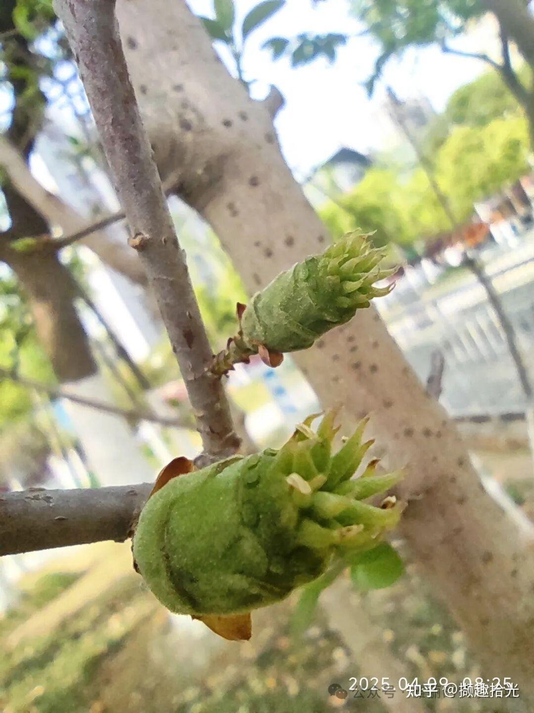 探寻蜡梅果的奥秘,从开花到结果 - 知乎