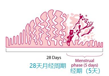 你了解大姨妈吗?月经是如何形成的? - 知乎
