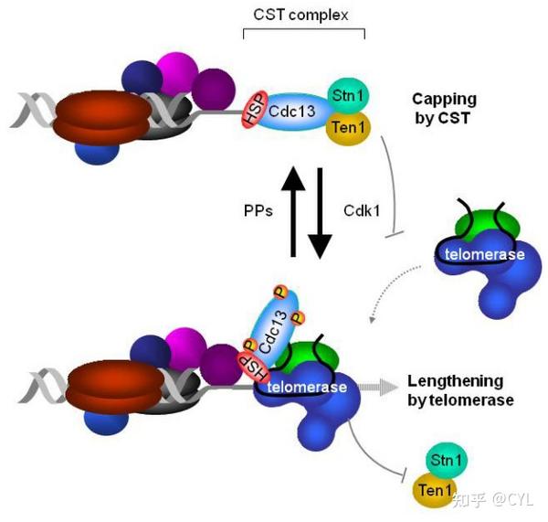 【文献翻译】端粒维持中的端粒蛋白复合体及其与端粒酶的相互作用 - 知乎