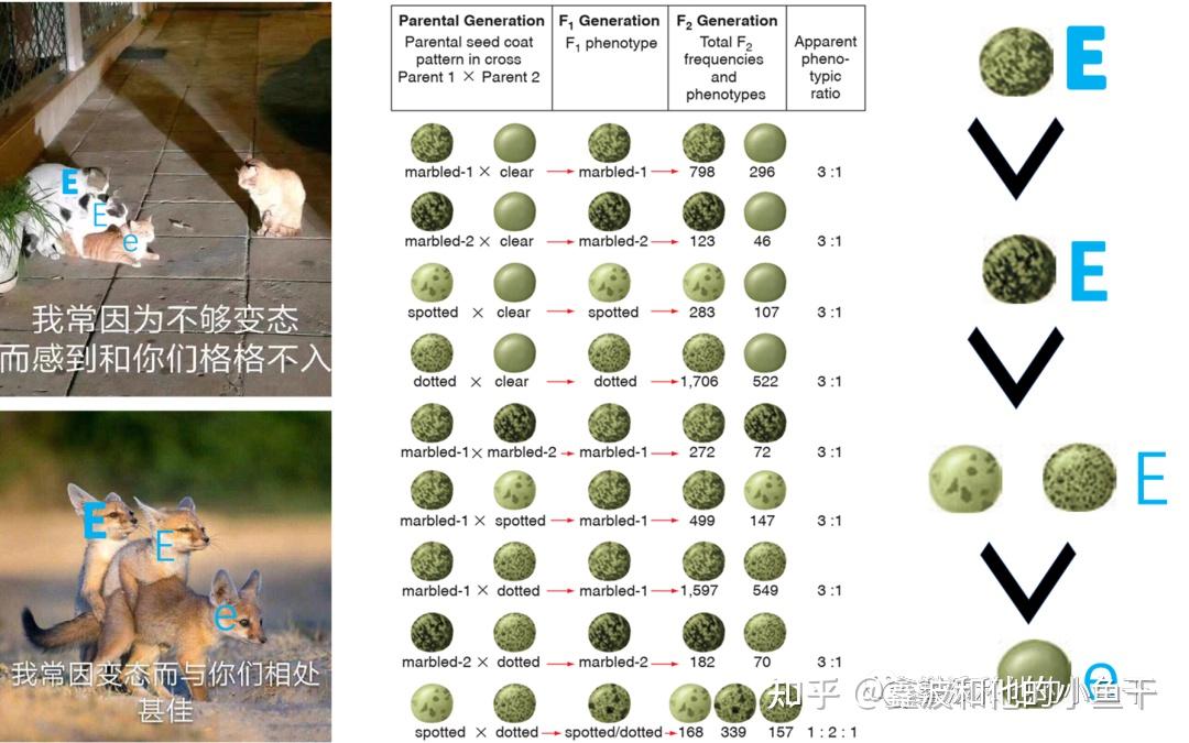 「显隐性的本质」是什么 - 知乎