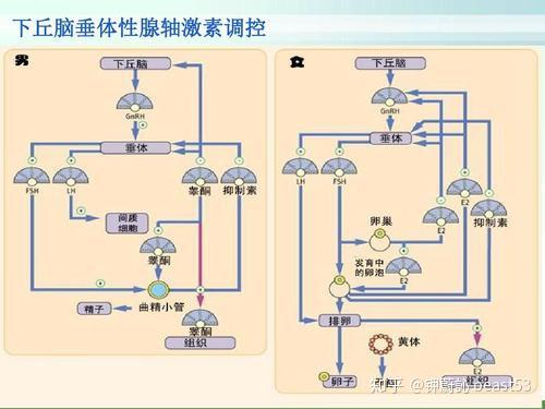 大话性腺轴 - 知乎