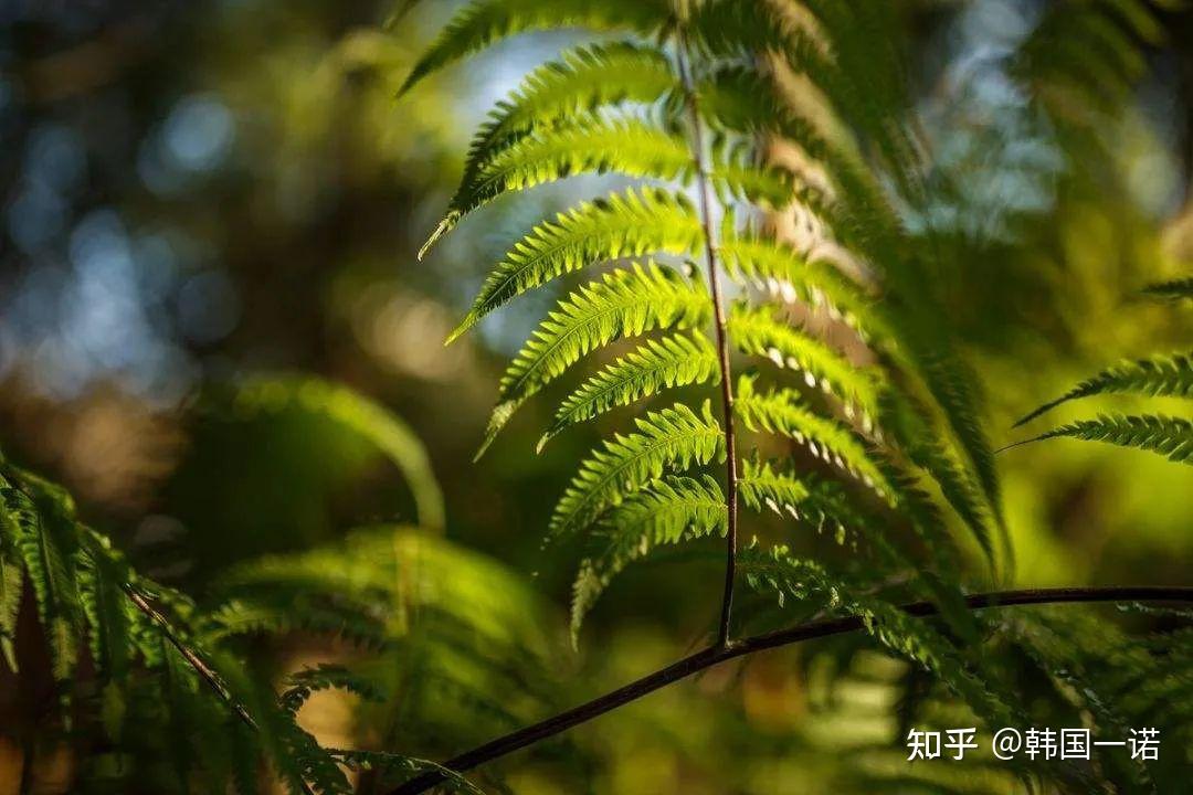 今日中伏 | 中伏已至 夏意正浓 - 知乎