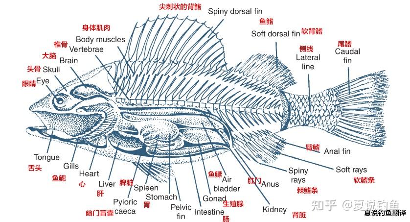 鱼的组成部分身体图片