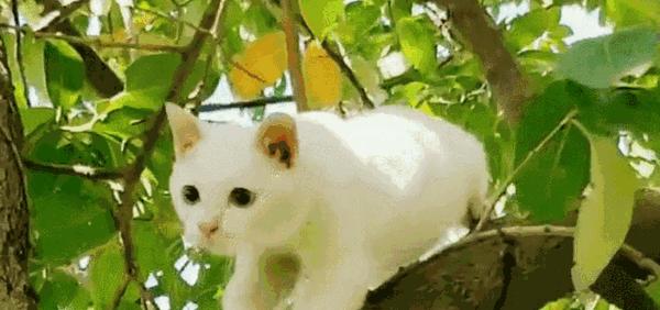 带你放风带你嗮太阳带你get爬树新技能你这傻猫子只会蹭蹭的往上窜