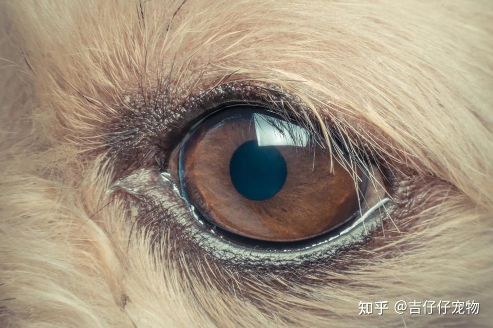 狗狗眼睛看到的世界是什么样子的?