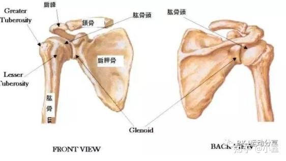 肩關節構造:我們需要來了解一下肩膀的構造!在哪裡夾到呢?