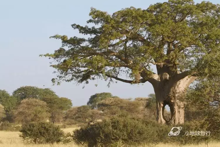 确认过眼神,是非洲版的杨过一夜回到旧石器时代,钻木取火,茹毛饮血,拉