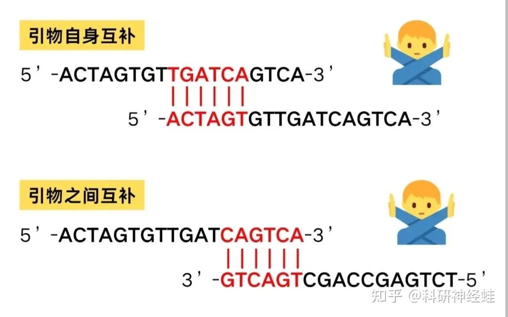 PCR引物设计8大原则 - 知乎