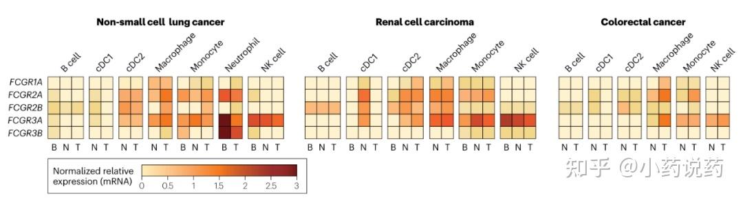 肿瘤免疫治疗中的Fcγ受体和免疫调节抗体 - 知乎