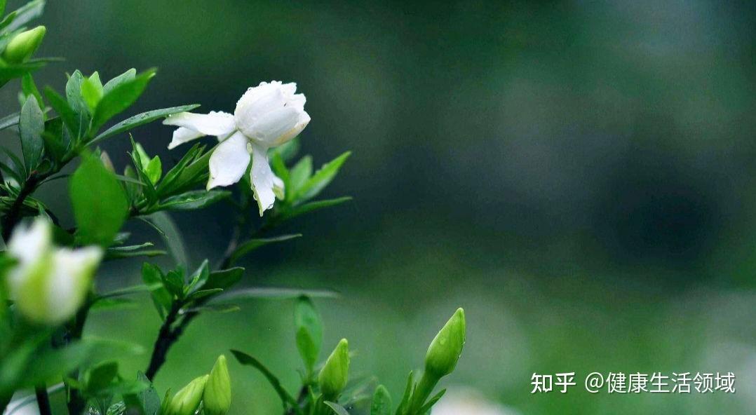 “个性”中药【栀子】:通泻三焦之火,可清所有脏腑之热 - 知乎