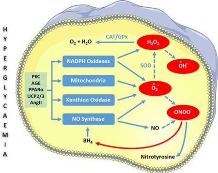 活性氧ros检测试剂盒的操作步骤