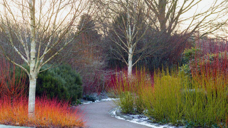 颜色从亮黄色到黑色,在羽毛状的针叶树和修剪过的红豆杉树篱中显得