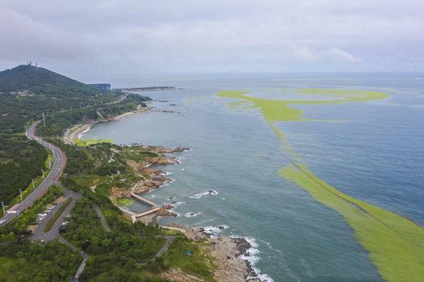 青岛遭受历史最大规模 浒苔 侵袭 海岸线秒变 草原 浒苔 的成因是什么 可以采取哪些应对措施 一个男人在流浪的回答 知乎