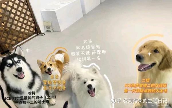 和朋友第一次去狗咖 - 知乎