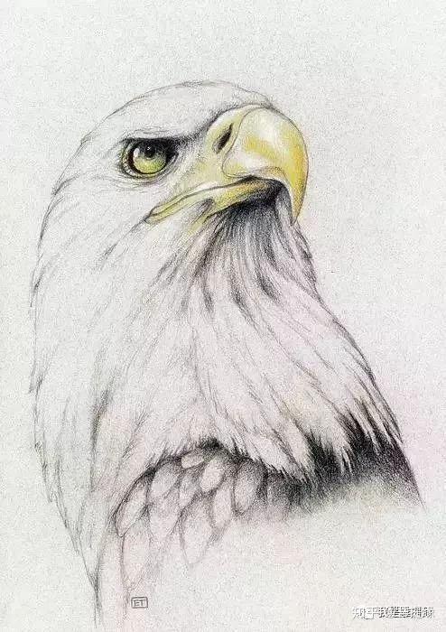 我是雕刻师,用素描的手法来画鹰,太帅了
