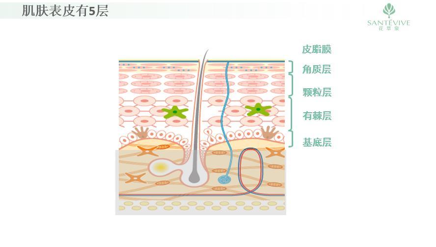 皮肤结构图表皮图片