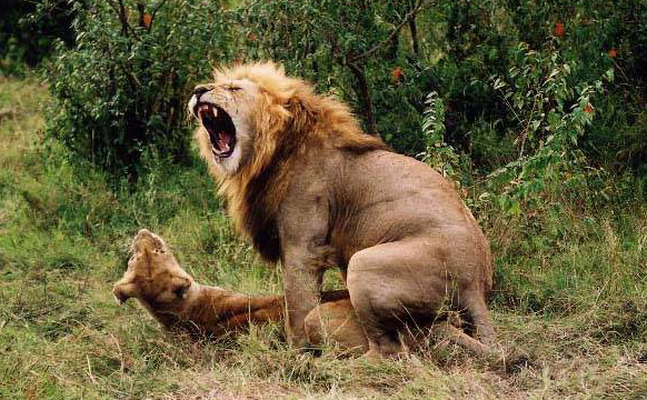 你的生殖冲动繁衍了这个价值1000亿美金的产业