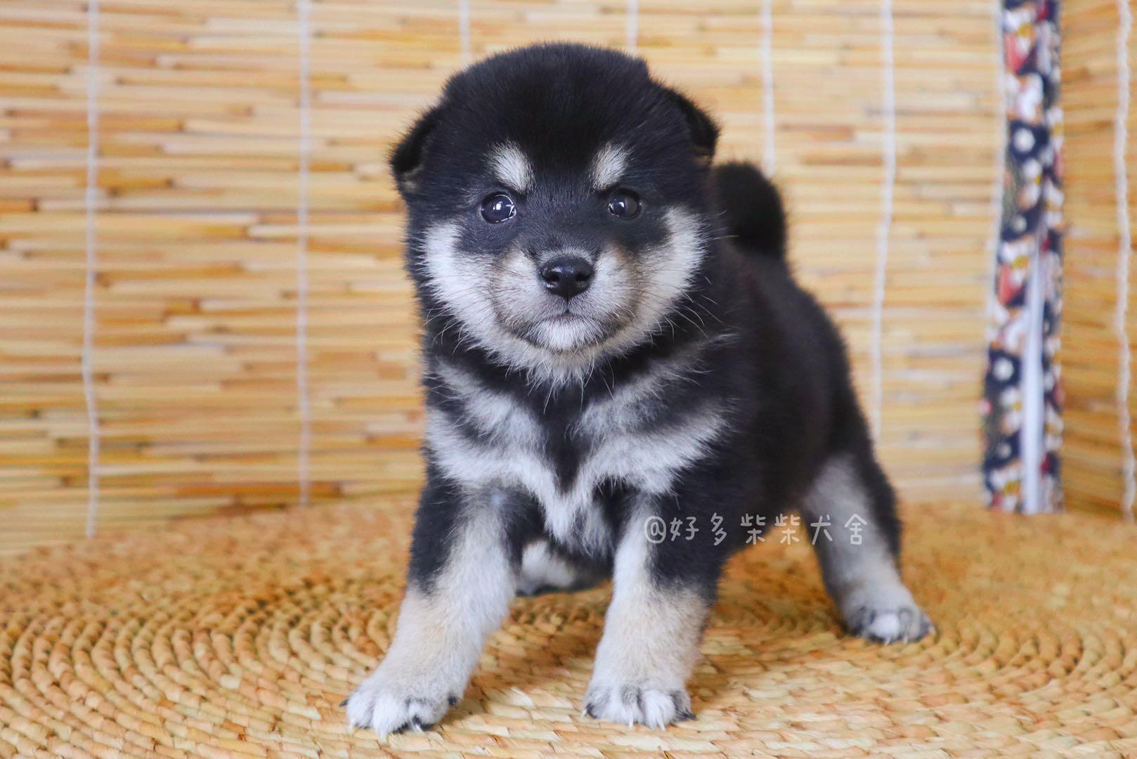 柴犬幼犬壁纸图片