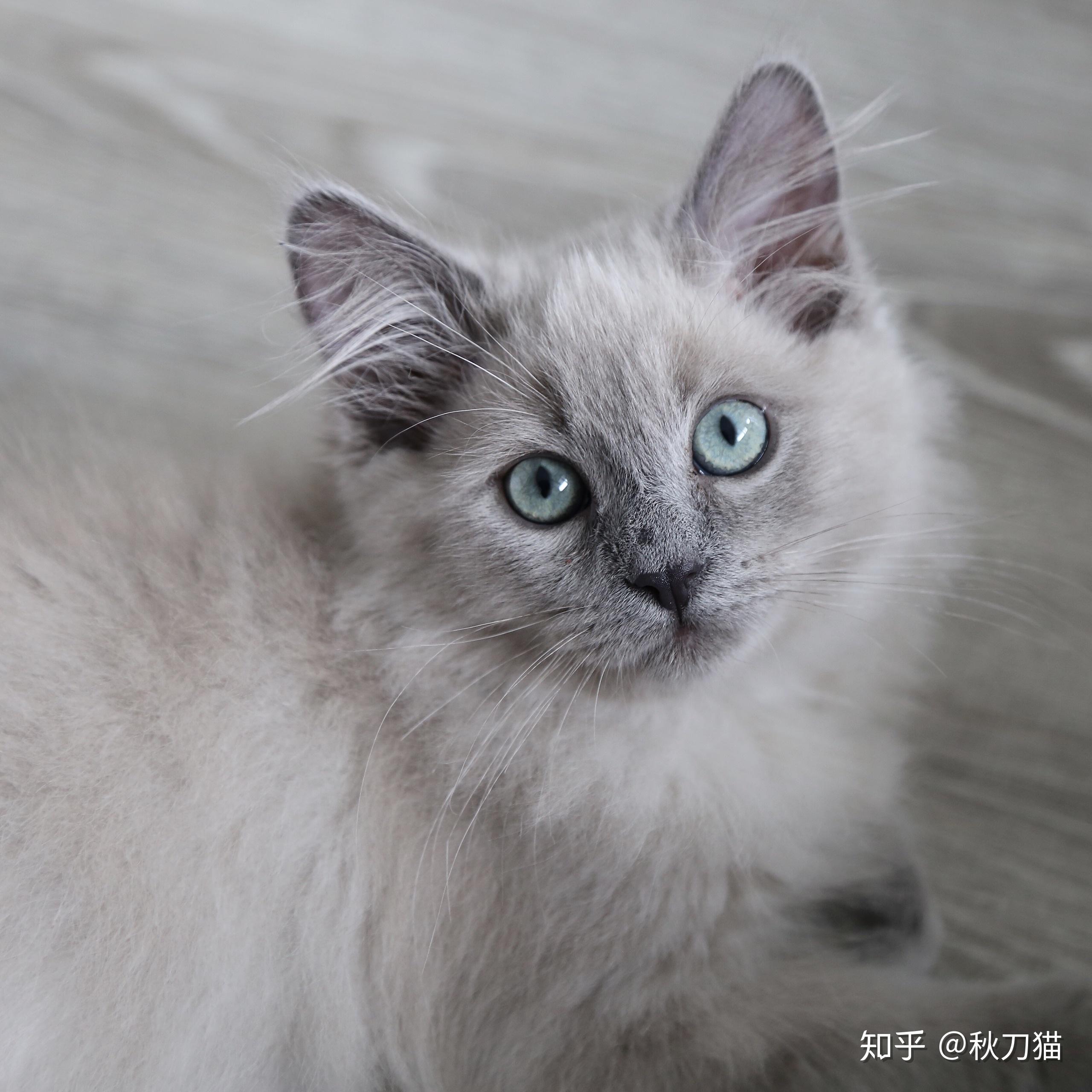 请问为什么爸妈都是布偶生出来小猫有点灰色