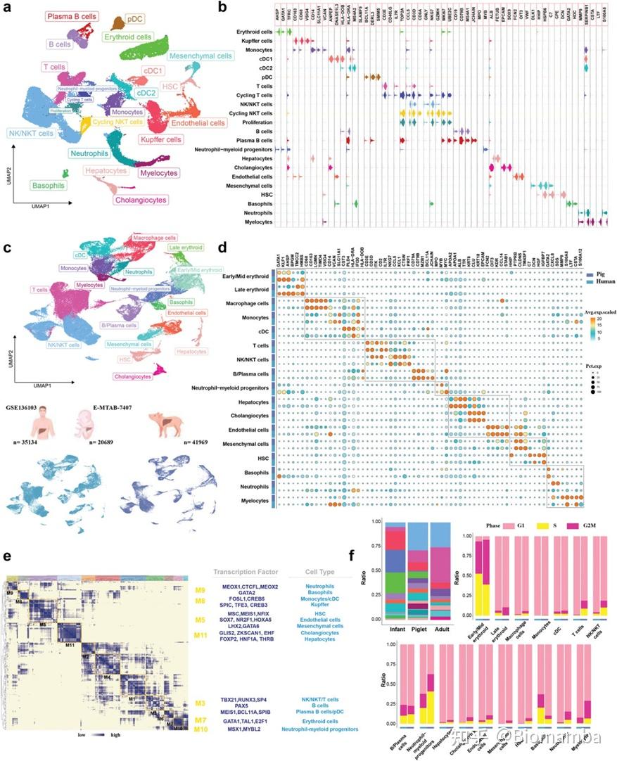 IF14.3| scRNA-seq+脂质组多组学分析揭示宫内生长受限导致肝损伤的性别差异 - 知乎