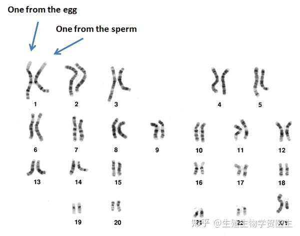 Pgs 测试完整指南 Pgt A 知乎