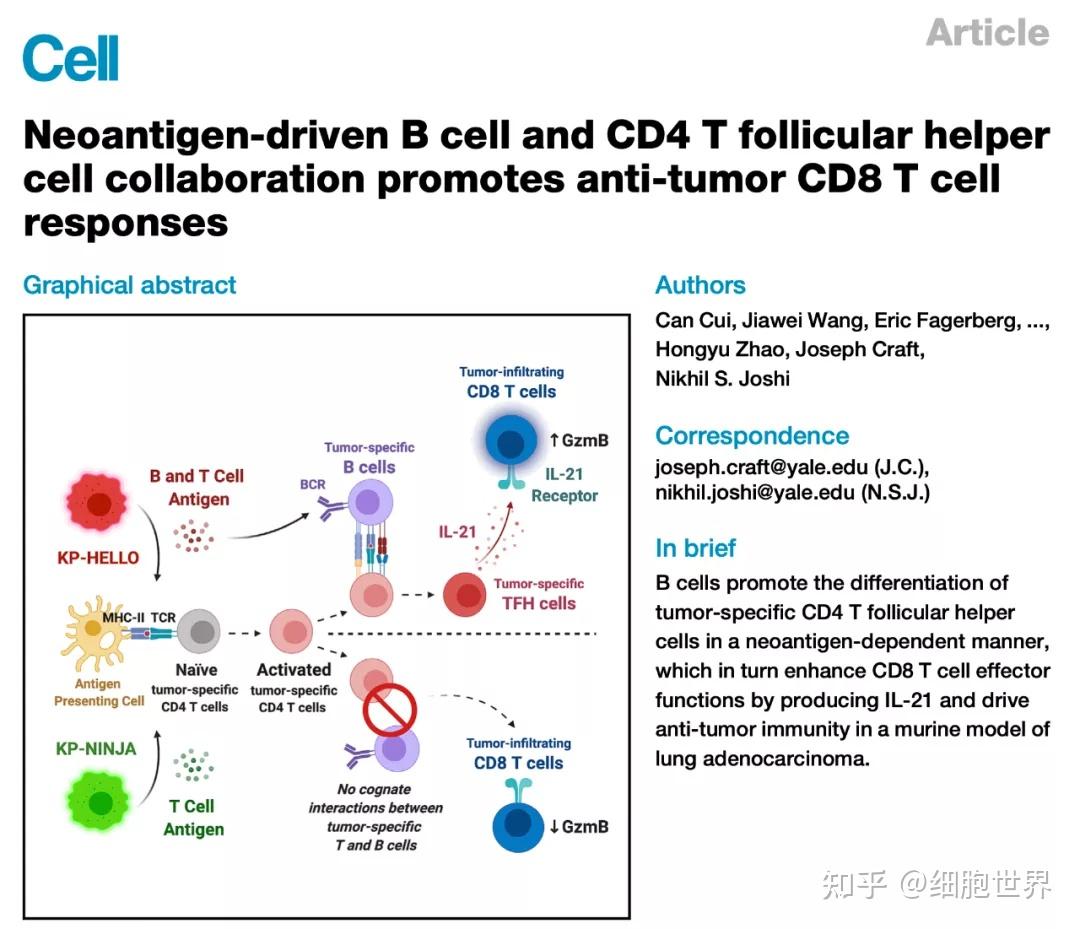 Cell丨新抗原驱动的 B 细胞和 CD4 T 滤泡辅助细胞协同促进抗肿瘤 CD8 T 细胞反应 - 知乎