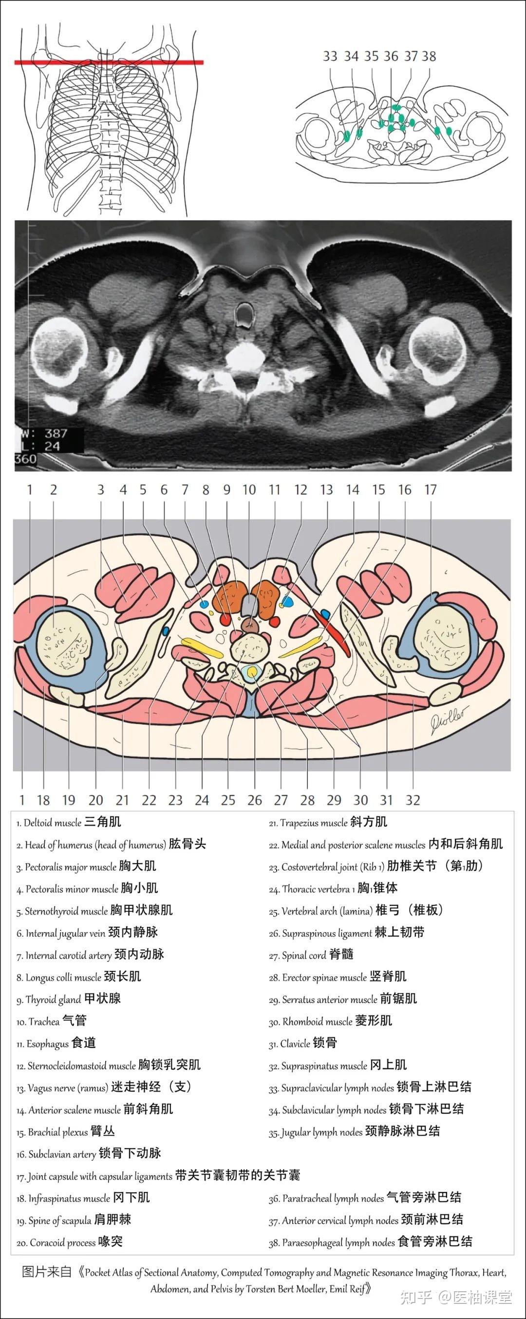 【收藏】肺部解剖图谱 - 知乎