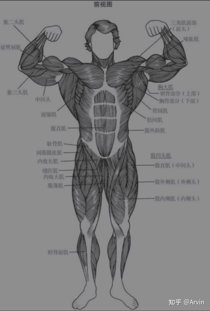 健身理論施瓦辛格健身全書