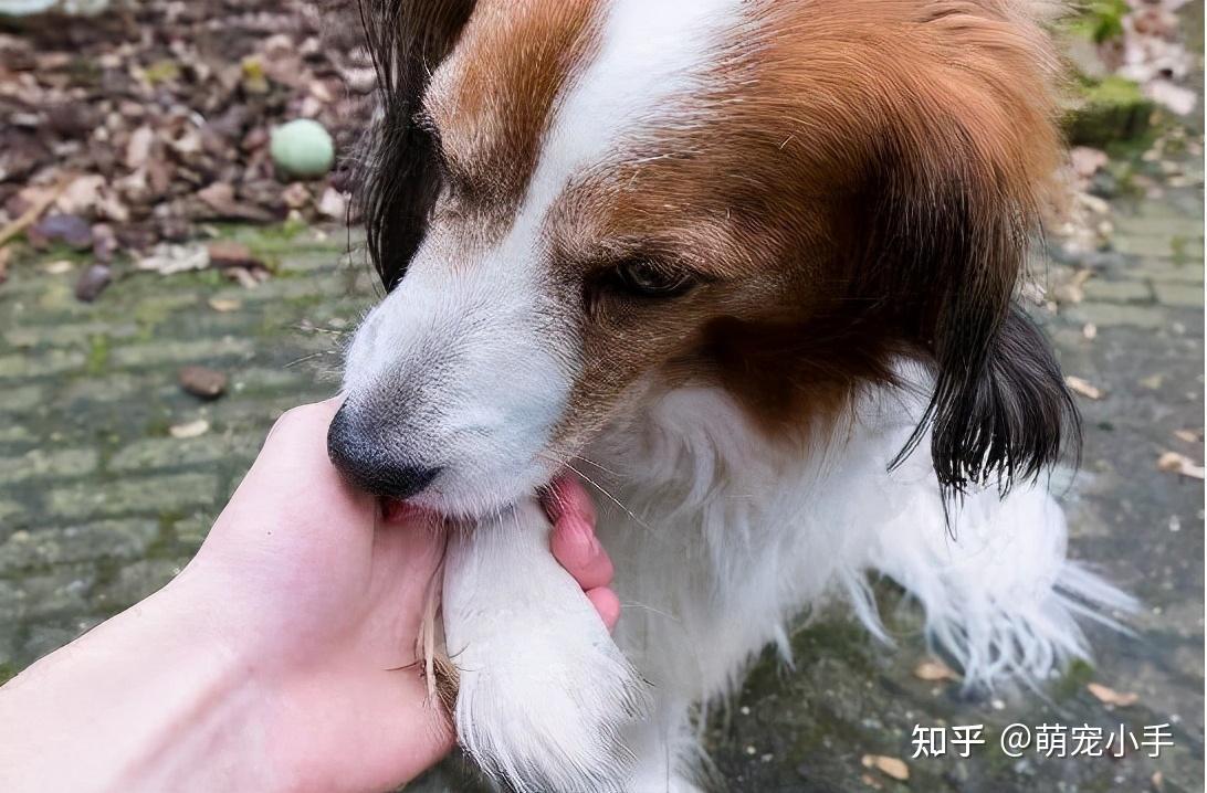 狗狗总舔"小便处"的几个原因,养狗多年,你未必全知道 - 知乎