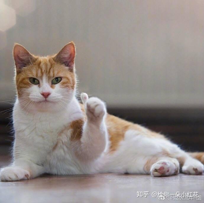 如何评价《明日之子》第二季第五期?