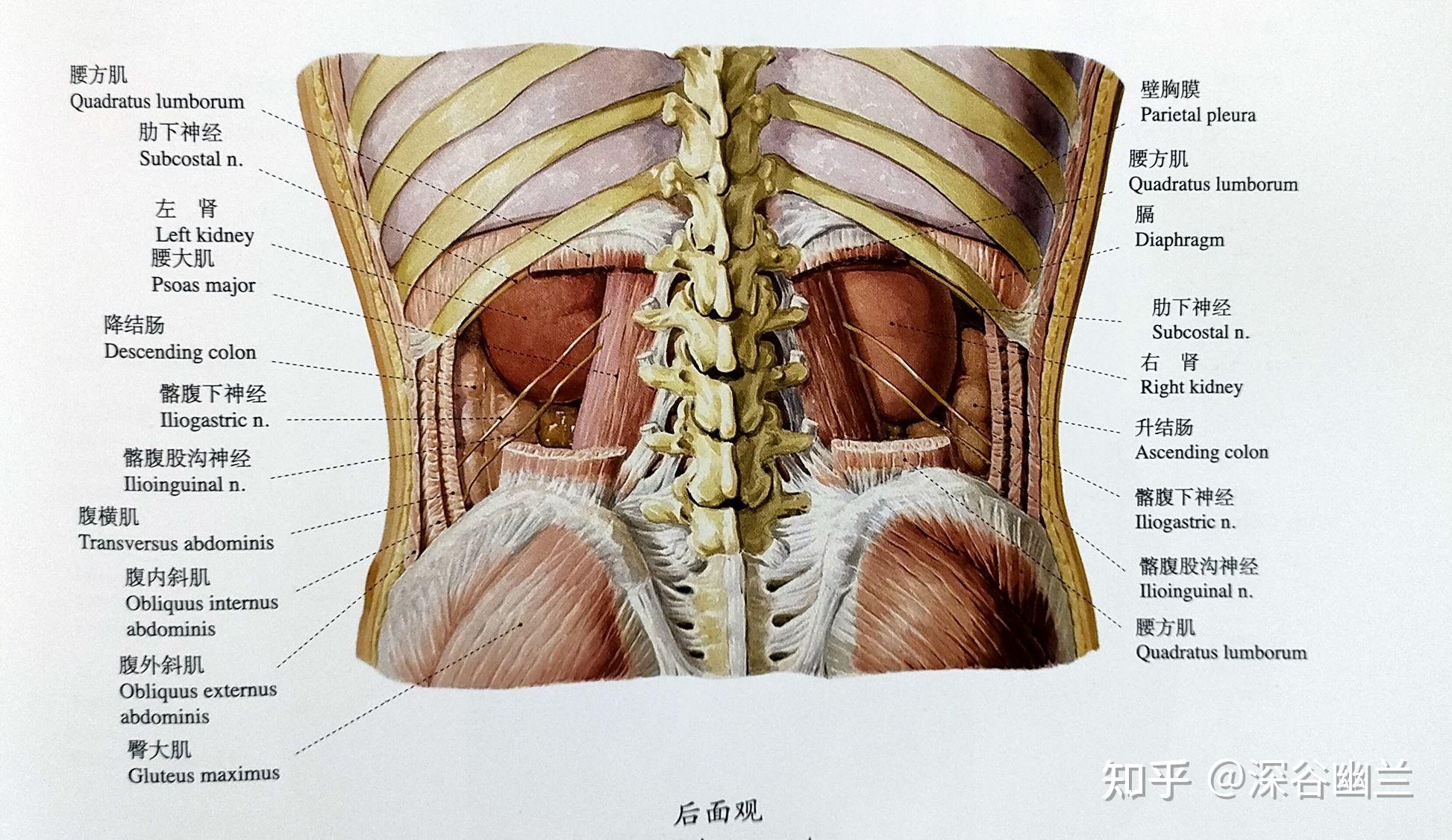 151,关元俞(guan yuan shu)在腰部,当第五腰椎棘突下,旁开1.5寸.