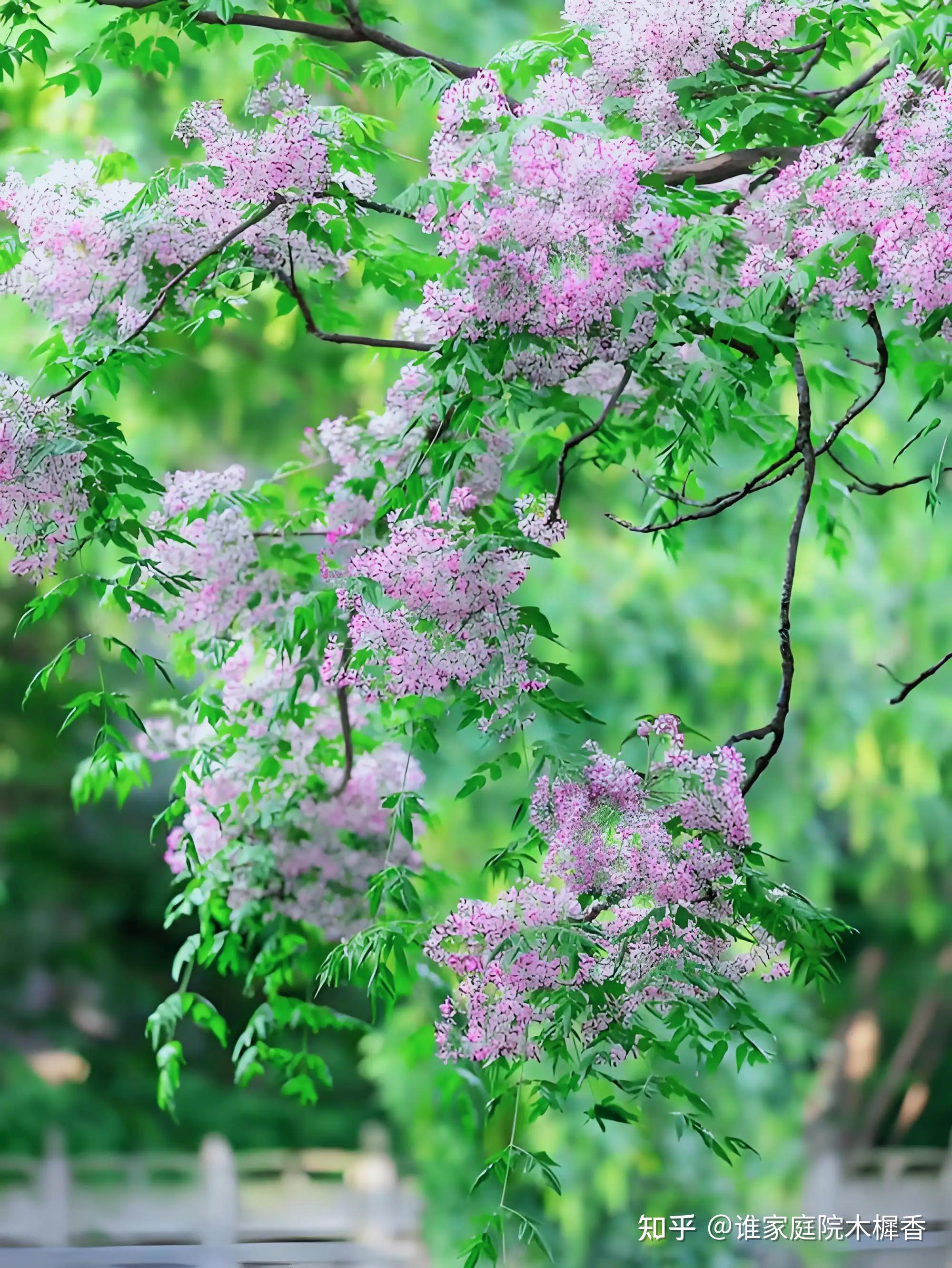 楝树开花，夏风徐徐来，读十九首楝花诗词，在一抹紫色里清凉一夏 - 知乎