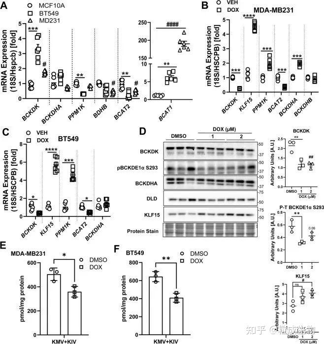看懂此文7分cdd随意发乳腺癌阿霉素关键基因影响线粒体增敏机制