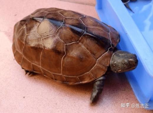 龟科--草龟篇 - 知乎