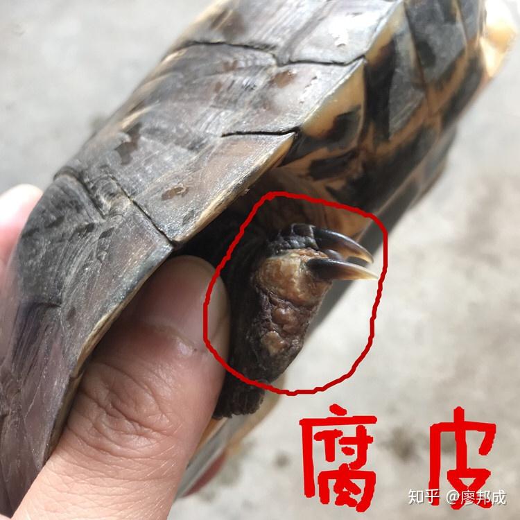 乌龟乌龟自来水养殖容易腐皮原因