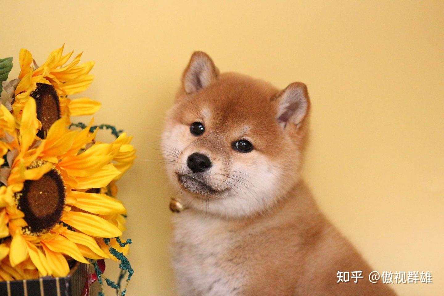 柴犬的性格特点有哪些- 知乎