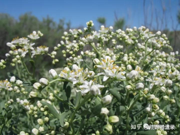 超旱生白刺属植物 - 知乎
