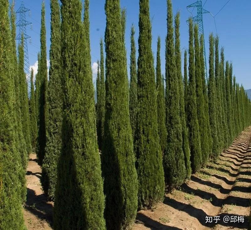 丝柏找到自我的方向