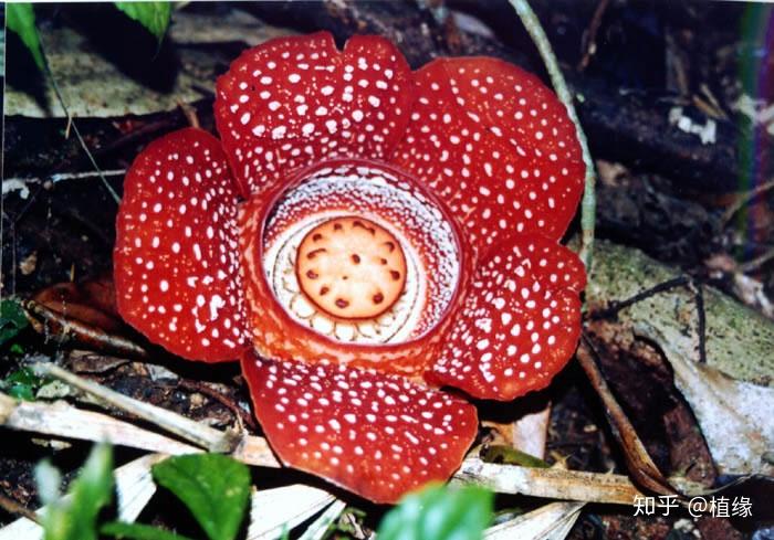 世界上仅有的12种稀奇植物