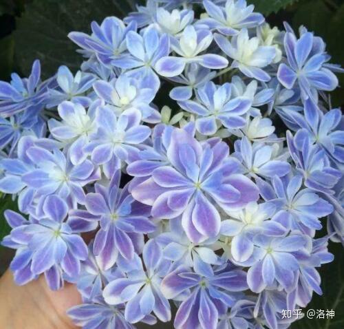 &amp;quot;汇美云花"1,无尽夏其实绣球还有很多品种,看看下面