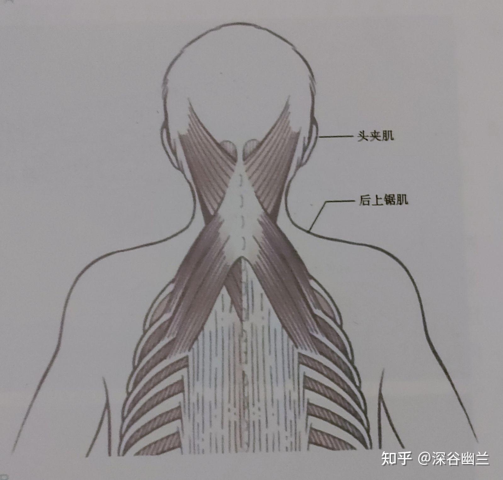 肌筋膜经线之螺旋线