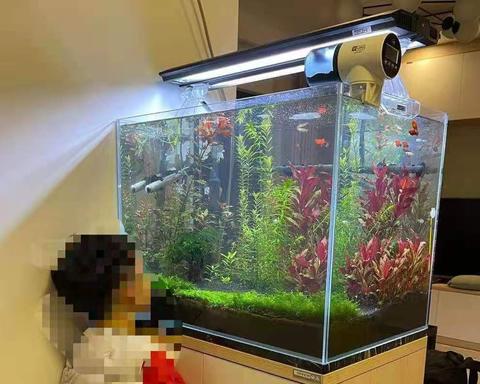5种最佳的弱光水族馆植物 阴性水草 知乎
