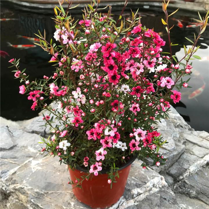 圖源:微博用戶 落英繽紛的幸福松紅梅(leptospermum s