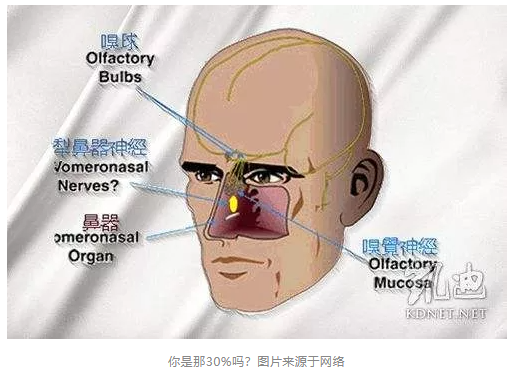 鬃狮还能缉毒两爬的嗅觉世界