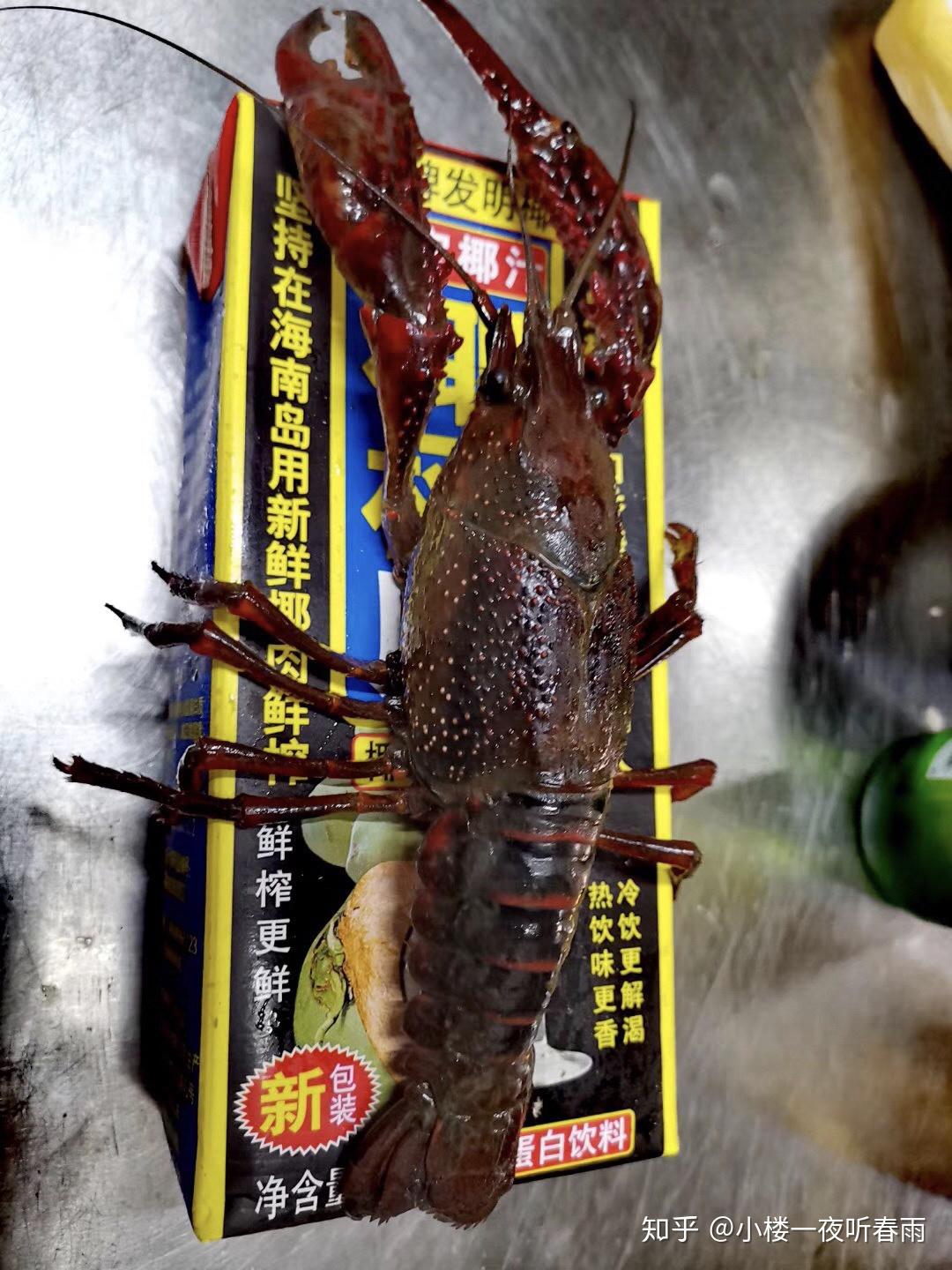 最大的小龙虾有多大?